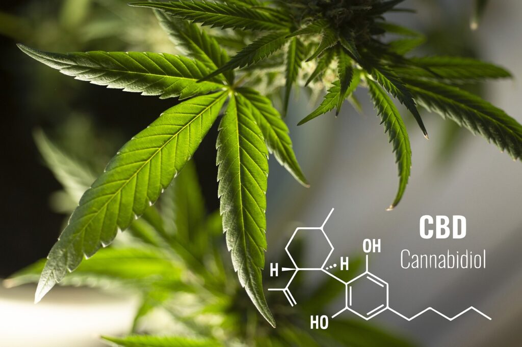 CBD Cannabis